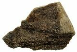 Fossil Tyrannosaur (T rex) Vertebra Section - Wyoming #350472-1
